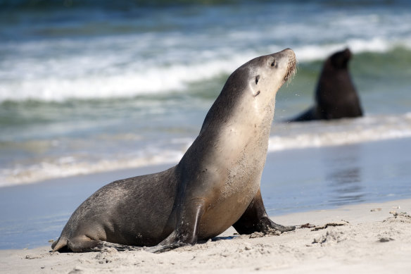 Seal the deal … Kangaroo Island.