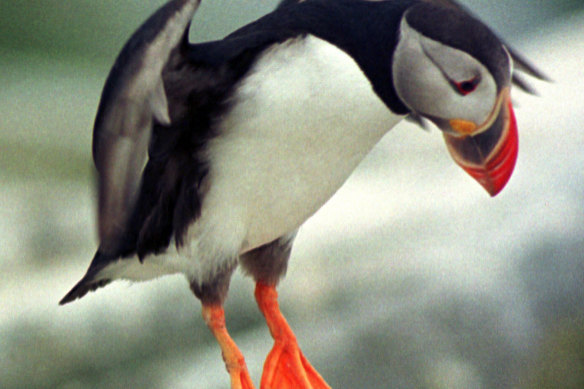 An Atlantic puffin comes in for a landing on Machias Seal Island.