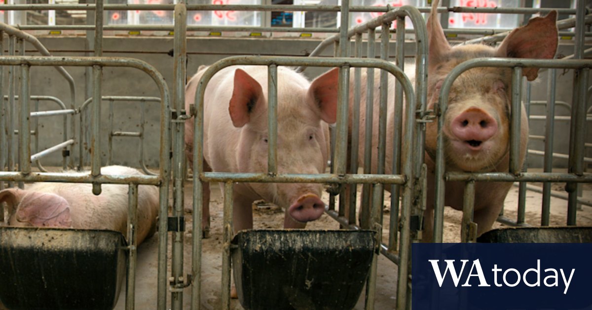 'Cow-sized' obese pigs in China fuel relentless slump in pork prices - Vimarsana News