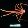 From the Archives, 1997: Deep sea mounts harbor host of new species