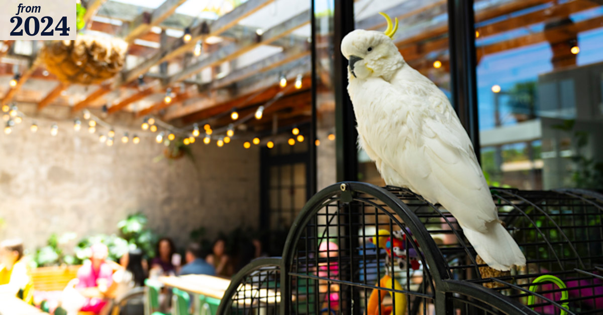 Georgie the pub cockatoo moves from the Friend in Hand in Glebe to the ...
