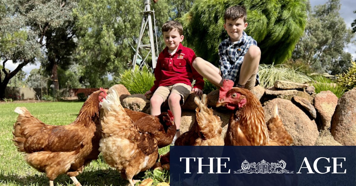Japanese encephalitis: How chickens are guard NSW from deadly disease - Vimarsana News