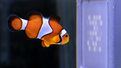 Finding Nemo’s vision: State-of-the-art Qld tech to determine how clownfish see