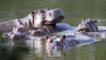 The research has uncovered some of the meaning behind hippo calls.  