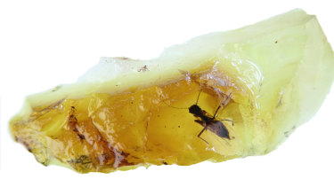 A flake of clear yellow amber from Anglesea, Victoria, containing a new, beautifully preserved biting midge. This flake was dated to about 41 million years old. 