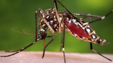 A female Aedes aegypti mosquito in the process of acquiring a blood meal from a human host. 