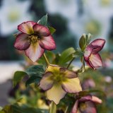 Now is the time to plant hellebores.