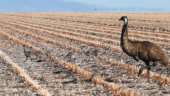 An emu hen and her chicks on the drought-stricken Liverpool Plains in northern NSW. 