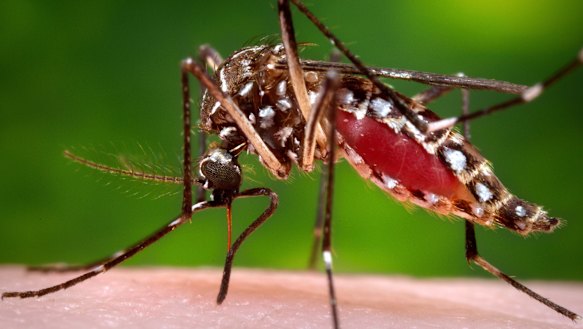 A female Aedes aegypti mosquito in the process of acquiring a blood meal from a human host. 