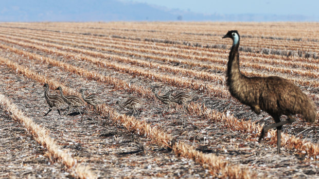 An emu hen and her chicks on the drought-stricken Liverpool Plains in northern NSW. 