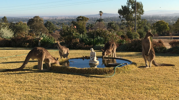 Thirsty kangaroos gather for a drink at a residential fountain in Gunnedah as the drought's grip tightens. 