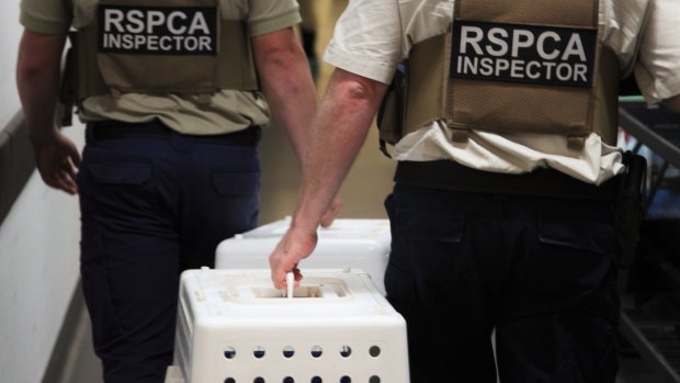 RSPCA officers with crates of cats and kittens on Friday.