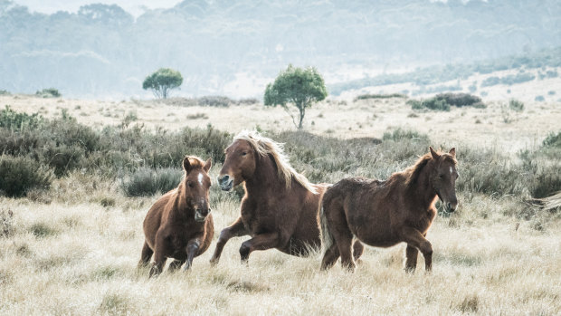 Brumbies that wander into the ACT will not enjoy the same protection from lethal culling that they have been afforded in Kosciuszko National Park.