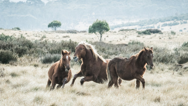 Brumbies that wander into the ACT will not enjoy the same protection from lethal culling that they have been afforded in Kosciuszko National Park.