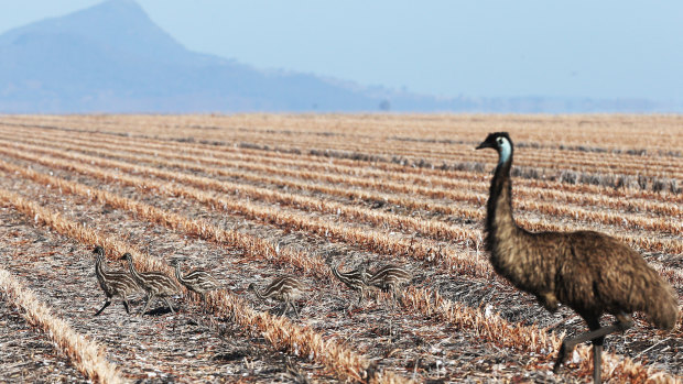 Very little to graze on for an Emu hen and her chicks in the drought-stricken Liverpool Plains in northern NSW. 