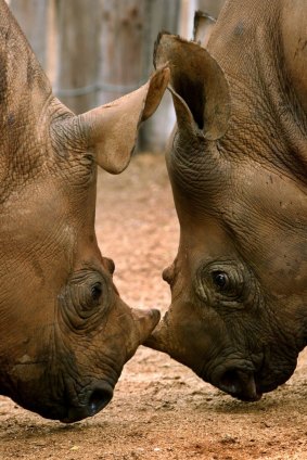 More than 1000 rhinos were killed in South Africa last year.
