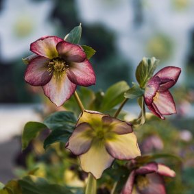 Now is the time to plant hellebores.