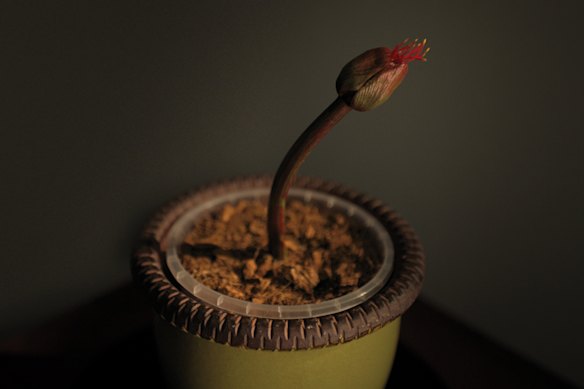 Little Joe examines the hazards of genetic modification.