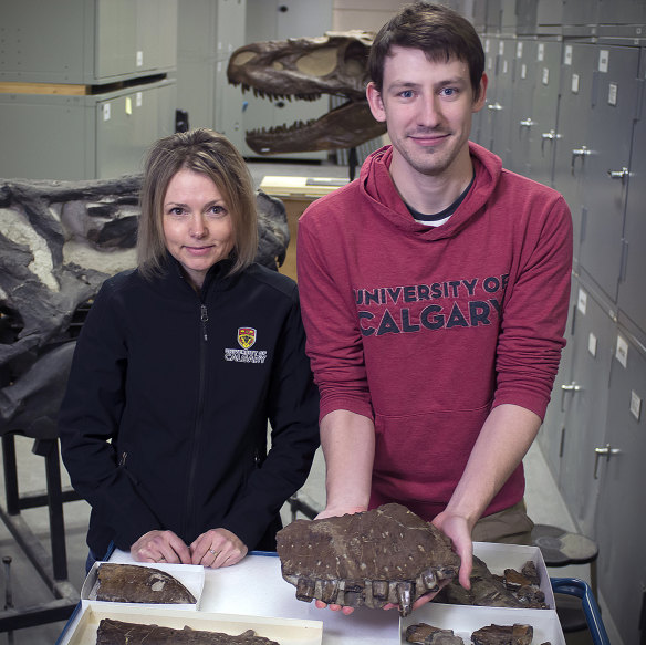 Darla Zelenitsky and Jared Voris with the bones he dusted off and identified as a new genus of dinosaur known as the Reaper of Death. 