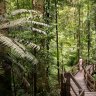 Daintree National Park, rainforest scenery in Queensland, Australia credit: istock
one time use for Traveller only
traveller 10 most magical forests brian johnston