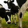 Dairy giant Fonterra to cut debts after $590 million asset sale