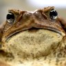 Sydney council hunts for cane toad on the loose