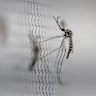 A genetically modified Aedes aegypti mosquito at a lab in Brazil.