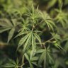 Green light for Victorian trial to assess medicinal cannabis drivers