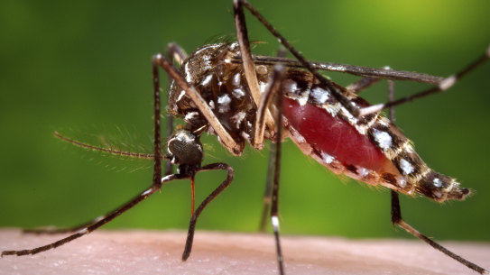 Victoria has recorded a third human death from Murray Valley encephalitis.