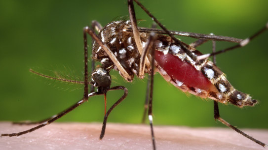 A female Aedes aegypti mosquito in the process of acquiring a blood meal
