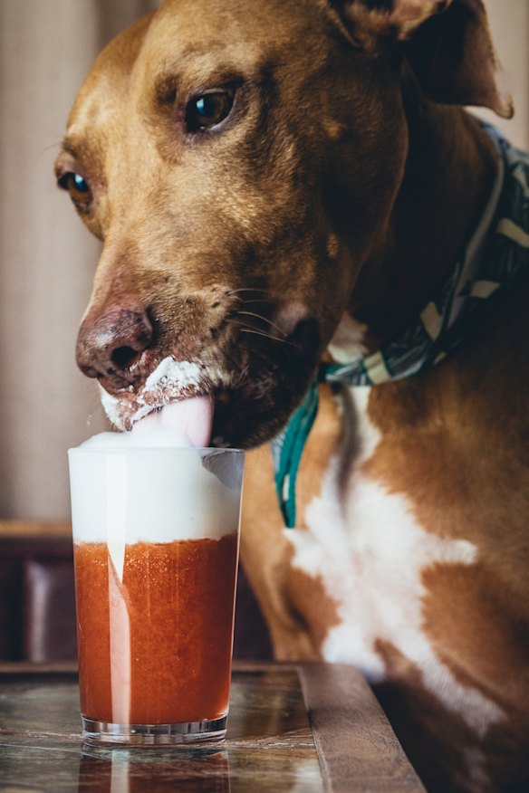 Tilly the resident dog at Caretakers Cottage bar in Melbourne.