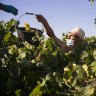 A very bad year: extreme weather cuts France’s 2021 wine harvest by a third