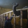 ‘Terrified’: Keepers care for elephant, gorilla in Kyiv siege