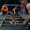 ‘They are probably going to die’: Millions of oysters feared wiped out by flood