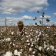 Baled out: Australian cotton growers shortchanged by Chinese firm's collapse