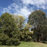 Canberra lost more than 10 per cent of canopy cover from 2009 to 2016