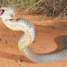 Myth busted: CSIRO says Australia's snakes are not the world's deadliest