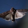 Bogong but not forgotten: Rare moth on the rebound