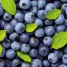 Why blueberries are so cheap right now