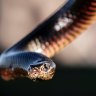 Snake season: Venomous red-bellied black snake sneaks into church