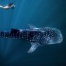 Whale sharks are more than seven metres long. Fortunately they have no teeth.