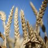 'Grain everywhere': Farmers hope for 'magnificent' wheat crop in pandemic economy
