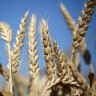 CBH Group break its all-time receival record, surpassing the 2016/17 harvest receival record of 16.649 million tonnes.