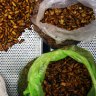 Eating insects could end up bugging people allergic to shellfish
