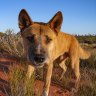 ‘Silver bullet’ for business: The Aussie farmers bringing dingoes back