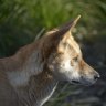 ‘Wild dog’ bounty in crosshairs as DNA research upends dingo myths