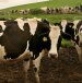 Fight over cow burps looms as farmers face forced emissions cuts