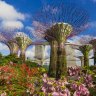 The beautifully surreal Supertrees at Gardens by the Bay.