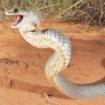Snake bites more common in south-east Queensland