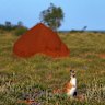 Barrow Island inhabitants include small kangaroos, big perentie lizards, turtles and many native fauna species eradicated from the mainland.